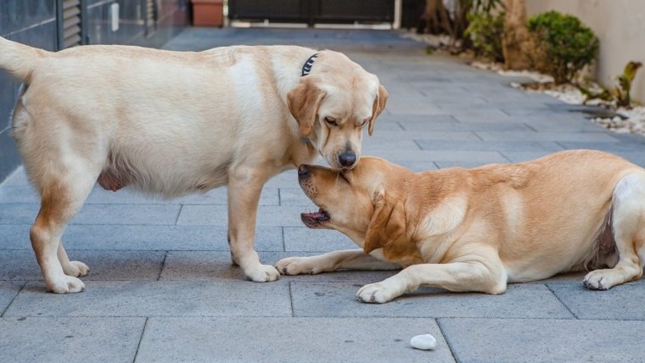 How Long Are Dogs Pregnant?